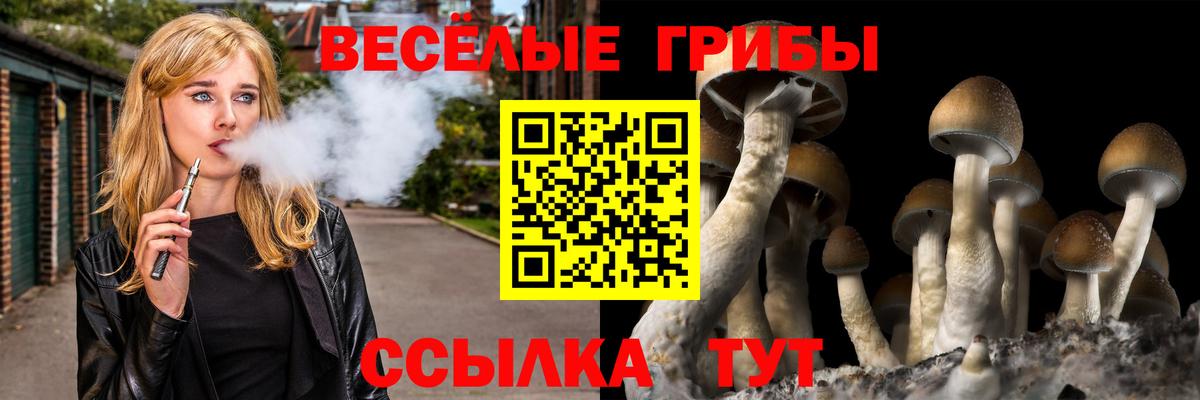 Сертолово  Псилоцибиновые грибы Cubensis  Вход с VPN 